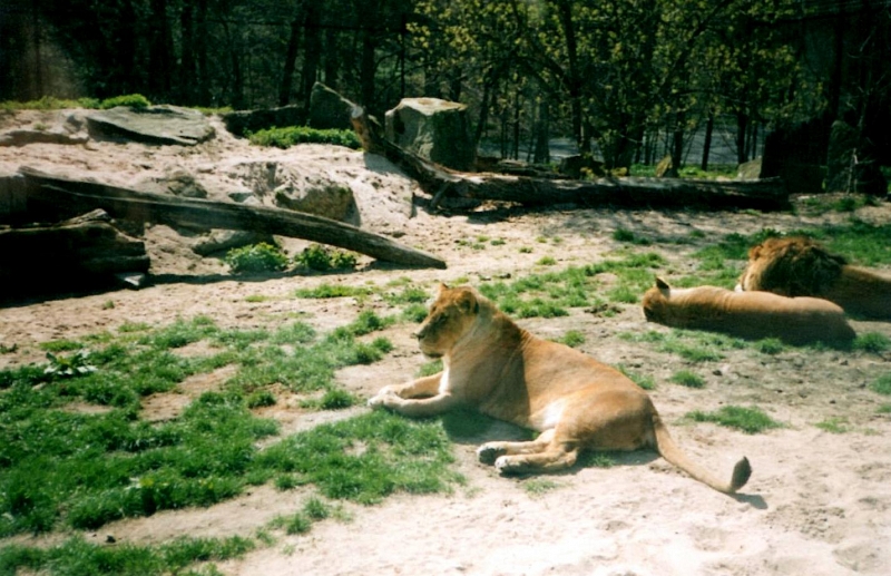 Mit Kindern zum Dvůr Králové nad Labem ZOO