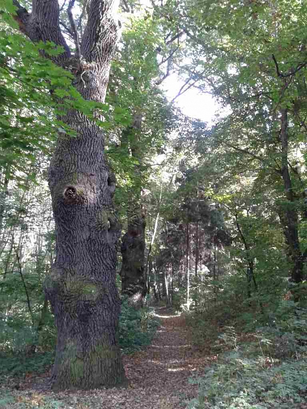 Ledce - forgotten spa