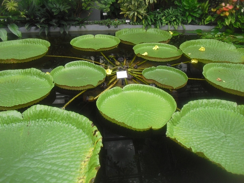 Brno Botanical Garden