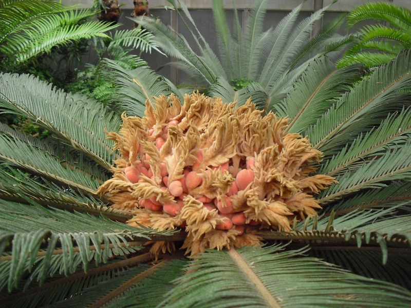 Brno Botanical Garden