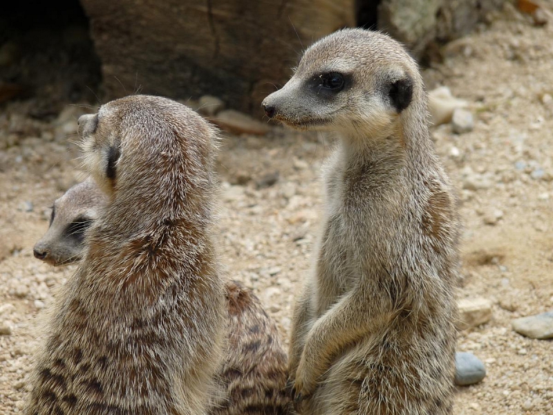 ZOO Liberec