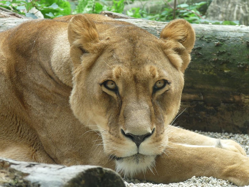 ZOO Liberec
