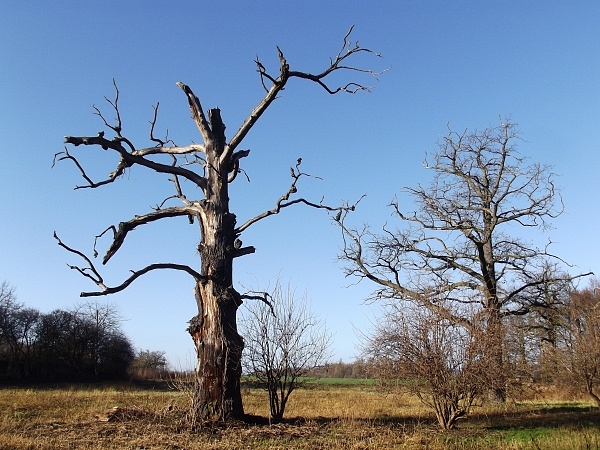 Smečno, město s dračí historií