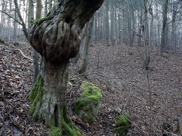 Smečno, město s dračí historií