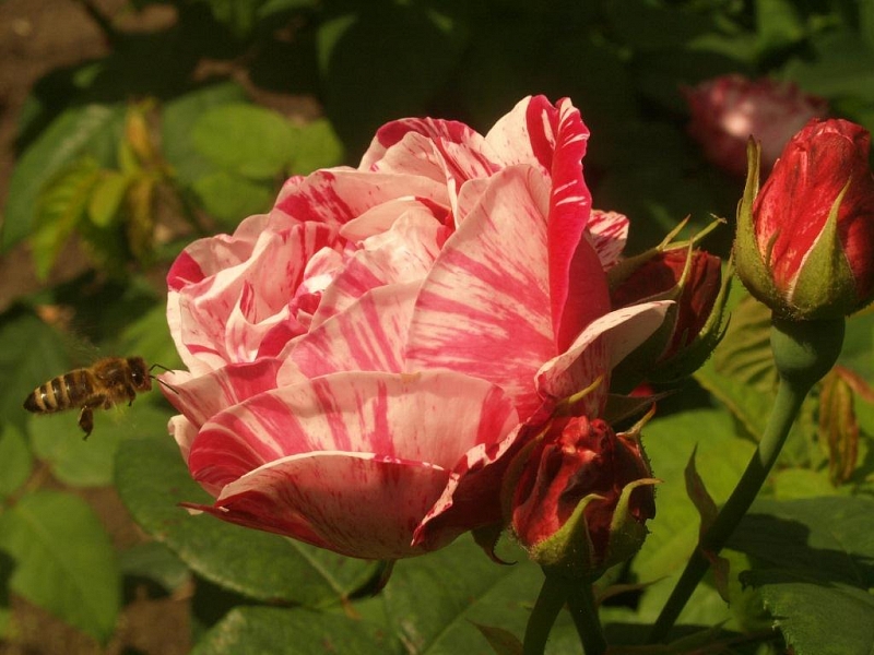 Botanická zahrada Olomouc
