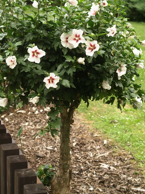 Botanická zahrada Olomouc