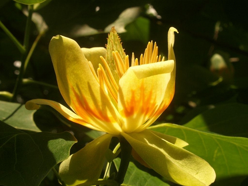 Botanická zahrada Olomouc