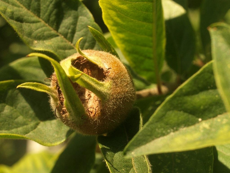 Botanická zahrada Olomouc