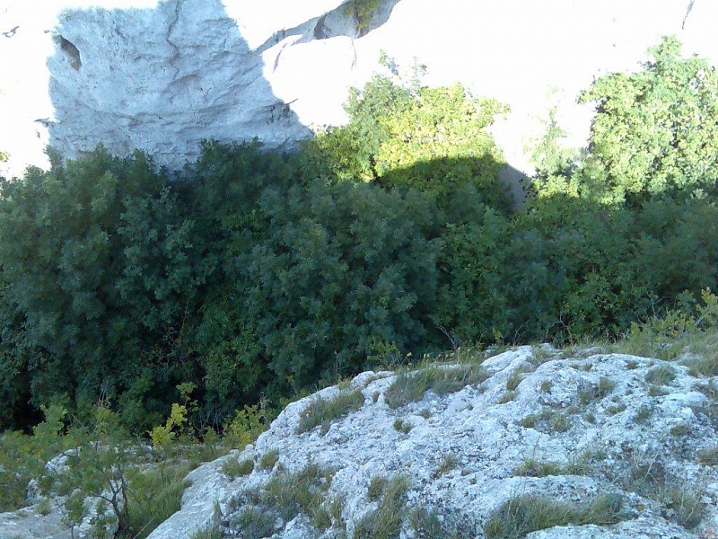 Die Ruinen der Burg Sirotčí Hrádek