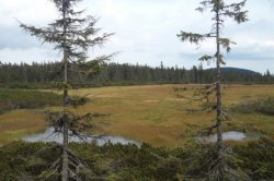 Černohorská rašeliniště