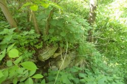 Rýzmburská džungle