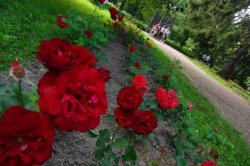 Procházka z Litomyšle k Růžovému paloučku