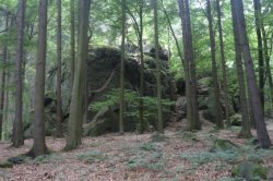 Buližníková podívaná s vůní kapradin