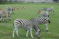 Výlet do ZOO Dvůr Králové