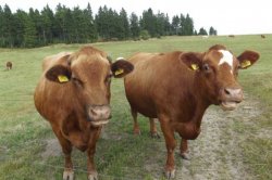 Na pastvinách u Přebuzi