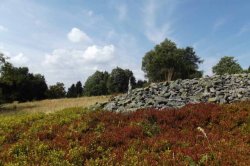 Ptačí vrch u Krásné Lípy