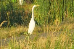Obyvatel okolí vodní nádrže Rozkoš