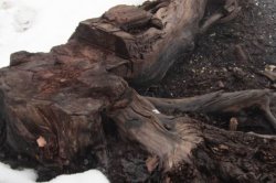 Zbytek tisícileté sosny