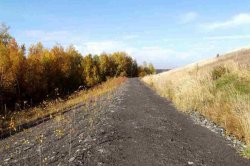 Budoucí březová alej