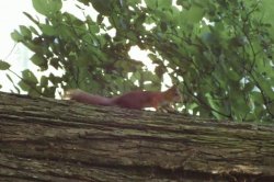 Všude kolem volně pobíhá spousta zvěře