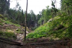 Není Pařez, jako pařez