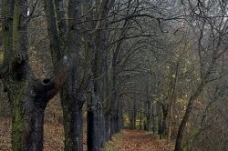 Svatý Jan pod Skalou