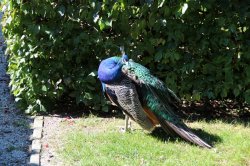 Schloss Kratochvíle