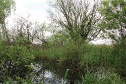 Hrabanovská černava