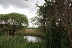 Hrabanovská černava