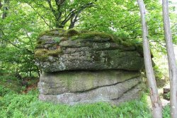 Jizerskohorské bučiny