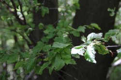 Jizerskohorské bučiny