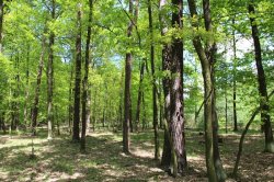 Klánovice Wald - Cyrilov