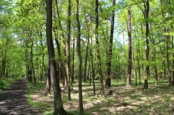 Klánovice Wald - Cyrilov