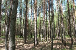 Klánovice Wald - Cyrilov