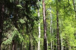 Klánovice Wald - Cyrilov