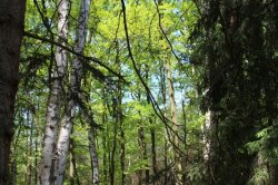 Klánovice Wald - Cyrilov