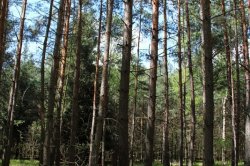 Klánovice Wald - Cyrilov
