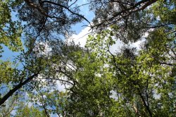 Klánovice Wald - Cyrilov