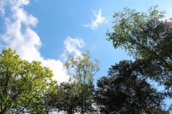 Klánovice Wald - Cyrilov