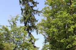 Lavičky - Kosova Berg