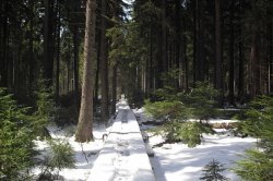 Mossy lakes on Rejvíz