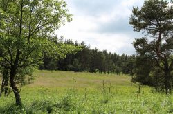 Mokřady pod Vlčkem