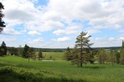 Mokřady pod Vlčkem