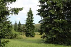 Mokřady pod Vlčkem