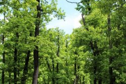 Kunratické brook valley