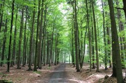 Voděradské beech forests