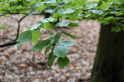 Voděradské beech forests