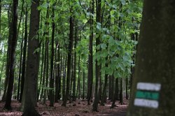 Voděradské beech forests