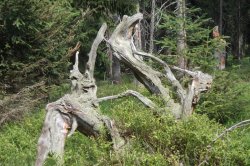 Černohorská rašeliniště