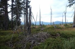 Černohorská rašeliniště